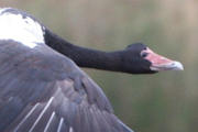 Magpie Goose (Anseranas semipalmata)